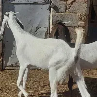 بزغاله پاکستانی ۱ساله عروسک ۲تا ۵۸ اسفدن