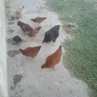هفت عدد جوجه بزرگ دورگ دانه 220|پرنده|دلند, |دیوار