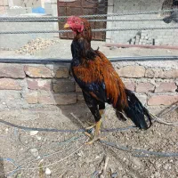 خروس لاری اصیل