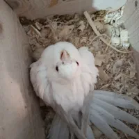 جفت عروس هلندی نروماده با دوتا جوجه