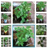 تعدادی گل پتوس کاملا سالم وسرحال