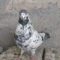 کفتر نر قاره سیاه