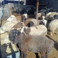ده طوری وابیه صاحب مال هر قیمتی سی خش ایزنه