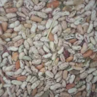 لوبیا چیتی