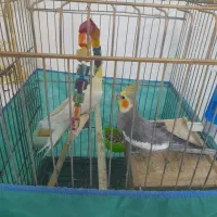 عروس‌هلندی