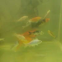 کوی باله بلند و کوی باله کوتاه|ماهی|پاکدشت, پاکدشت (مامازند)|دیوار