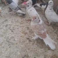 کبوتر پلاس لاهور