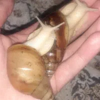 حلزون آچاتیناپرورشی