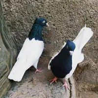 دو عدد ماده کله سیاه|پرنده|مشهد, شهید معقول|دیوار