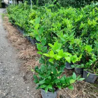 یاس هلندی سطل ۷و۱۲|گل و گیاه طبیعی|قائم‌شهر, |دیوار