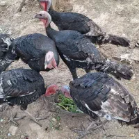 بوقلمو|حیوانات مزرعه|فسا, |دیوار