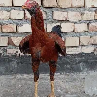 مرغ و خروس لاری جوان