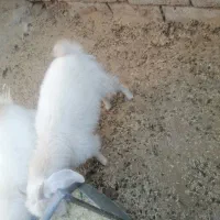 کره|حیوانات مزرعه|ماهان, |دیوار