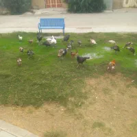 بوقلمو درجه یک کوچیک وبزرگ جنت مکان