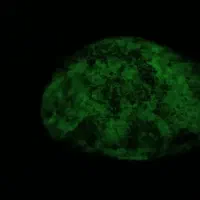 گوهر شب چراغ