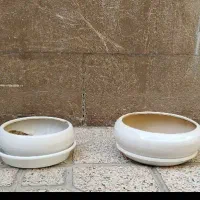 استند و گلدان|گل و گیاه طبیعی|شاهین‌شهر, حافظ شمالی|دیوار