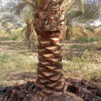 همه کارهای نخل با قیمت مناسب انجام می دهیم|خدمات باغبانی و درختکاری|شادگان, |دیوار