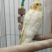 طوطی عروس هلندی ماده|پرنده|رشت, رودباری|دیوار