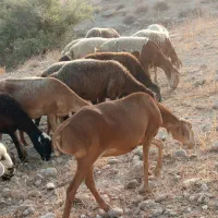 میش چینی