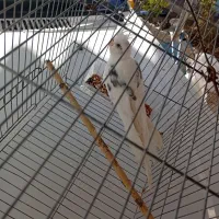 عروس هلندی البینو