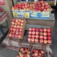 رب انار درست می‌کنی زنگ بزن تا سود کنی