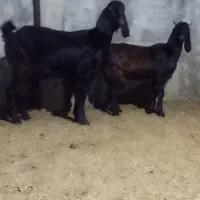 بز جوان با بزغاله ماده اس