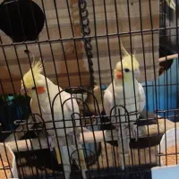 عروس هلندی جفت مولد