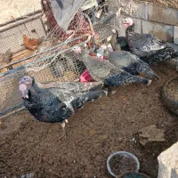 بوقلمون جوان