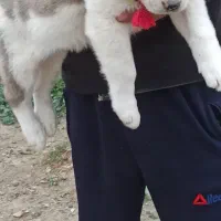 توله های نر و ماده|سگ|تهران, تهرانپارس شرقی|دیوار