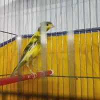 قـناری نر کاکولی