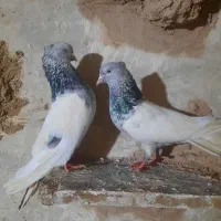 تعداد کفتر|پرنده|فردوس (خراسان), |دیوار