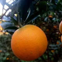 پرتقال تامسون ارگانیک درجه ۱|خوردنی و آشامیدنی|چالوس, |دیوار