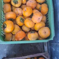 خرمالو ارگانیک