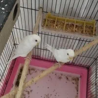 مرغ عشق|پرنده|مسجد سلیمان, |دیوار