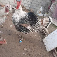 بوقلمون نر و ماده|حیوانات مزرعه|گنبد کاووس, |دیوار