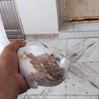 دو عدد کبوتر طوقی هفتزنگ|پرنده|شادگان, |دیوار