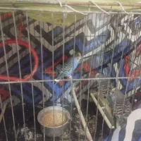 5عدد مرغ عشق نروماده