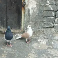 کبوتر کله ای دوبالی|پرنده|دزفول, |دیوار