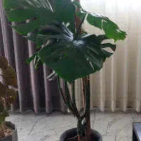 گل و گلدان خانگی سه گل با هم ۴ تومان
