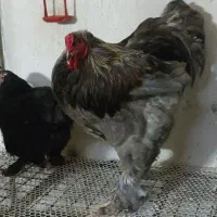 فروش انواع تخم مرغ برهما و ویاندوت (سیلور)|حیوانات مزرعه|قنوات, |دیوار