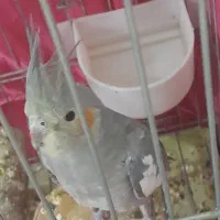 عروس هلندی|پرنده|صباشهر, |دیوار