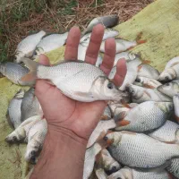 بچه ماهی کپور بشقابی