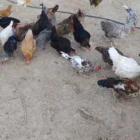 مرغ و خروس محلی