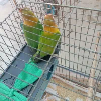 کوتوله قیمت مناسب|پرنده|قم, یخچال قاضی|دیوار