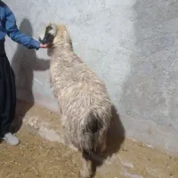 میش داشتی فروشی|حیوانات مزرعه|شوشتر, |دیوار