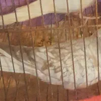 عروس هلندی ، م با ملنگو یا جوجه راهب|پرنده|شیراز, شهرک پرواز|دیوار