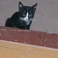 واگذاری بچه گربه رایگان به خانواده حیوان دوست