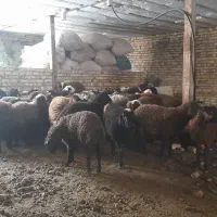 نیروی کار بازنشسته