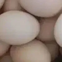 تخم مرغ محلی در مهران