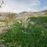 فروش باغ ۱۰۰۰۰متری|فروش خانه و ویلا|قره ضیاالدین, |دیوار